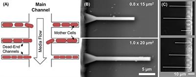 Analysis of Factors Limiting Bacterial Growth in PDMS Mother Machine Devices